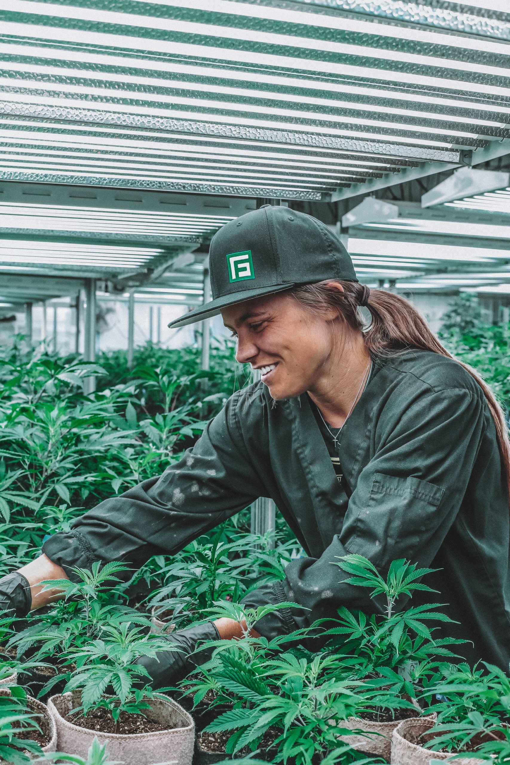 Cannabis-Pflanzenkauf